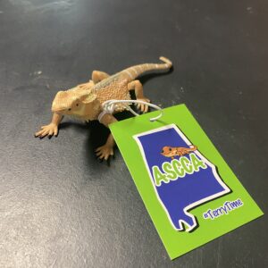 #TerryTime Bearded Dragon