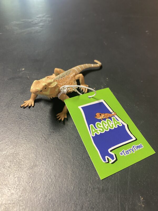 #TerryTime Bearded Dragon